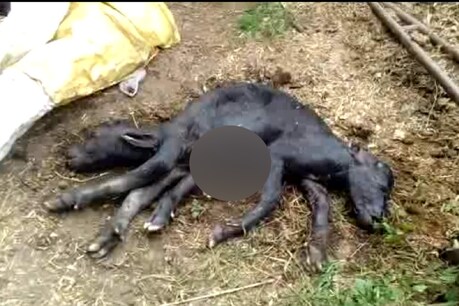 विचित्र पाड़े को लेकर खास बात यह कि बच्चे के दो मुंह, दो दुम और छह पैर हैं