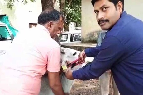 धीमी गति के चलते अधर में पशुओं का 'आधार', डेढ़ साल में बना सिर्फ 200 गौवंश का डाटा धीमी गति के चलते अधर में पशुओं का 'आधार', डेढ़ साल में बना सिर्फ 200 गौवंश का डाटा