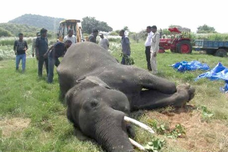 पन्ना टाइगर रिजर्व में 15 साल के हाथी विंध्या की संदिग्ध मौत, केन नदी के किनारे मिला शव पन्ना टाइगर रिजर्व में 15 साल के हाथी विंध्या की संदिग्ध मौत, केन नदी के किनारे मिला शव