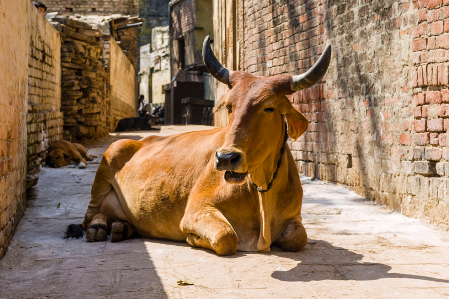 भारत में गाय आस्था का प्रतीक और राजनीति का हथियार है