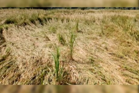 तीन दिन से हो रही बारिश और तेज हवा से फसल हुई बर्बाद.