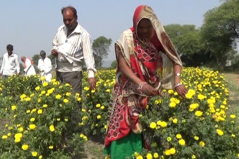 मध्य प्रदेश में नीमच की जावद तहसील के कुछ किसानो ने अपनी परम्परागत खेती से इतर फूलो की खेती को मुनाफे का धंधा बनाया है. यहां किसान गेंदे के फूलो की खेती करते हुए अच्छा खासा मुनाफा कमा रहे हैं.