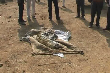 जंगल से बरामद मादा तेंदुए का शव. Photo: ETV/News18