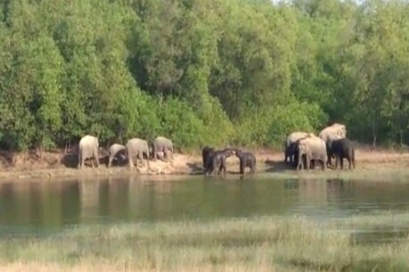सरायकेला वन प्रक्षेत्र के हाथी प्रभावित गांवों की संख्या 59 से बढ़कर हुई 189 सरायकेला वन प्रक्षेत्र के हाथी प्रभावित गांवों की संख्या 59 से बढ़कर हुई 189