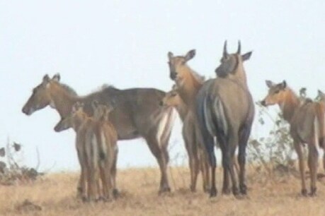खेतों के बीच नील गाय का झुंड