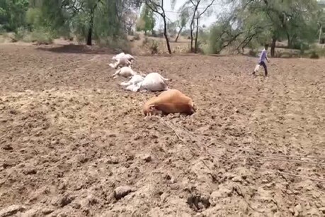 खेतों से गुजर रही एचटी लाइन के तार गिरने से मृत पड़े पशु