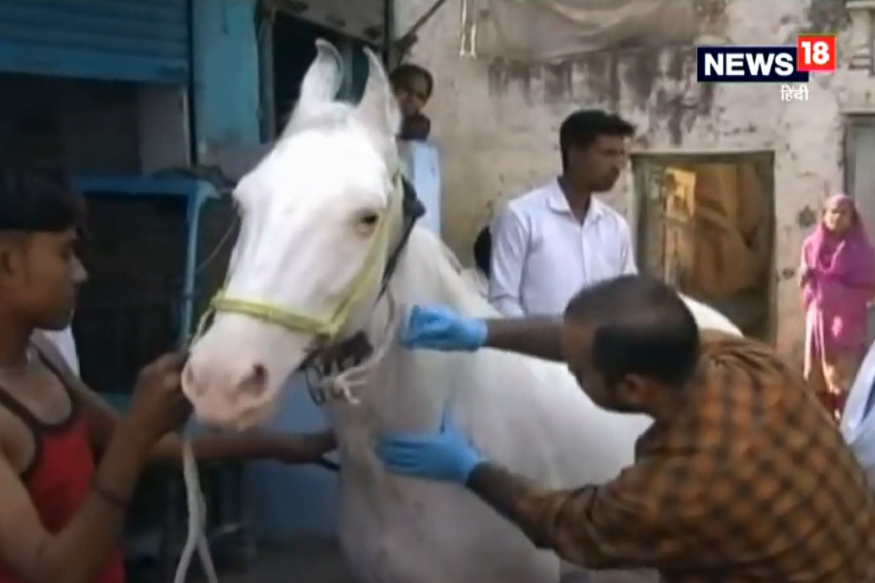 VIDEO: घोड़ों में पाई गई ग्लेंडर बीमारी, मिली मौत