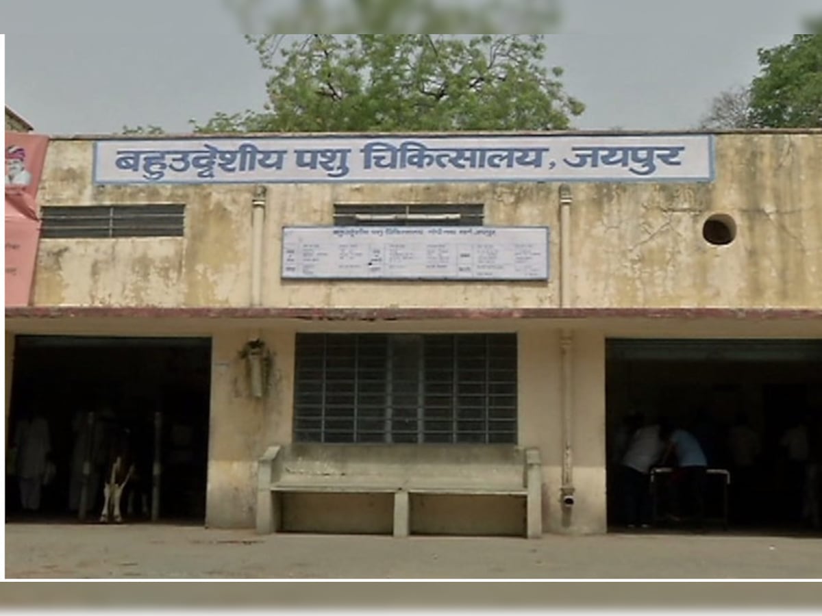 जयपुर शहर की चारों में दिशाओं में खुलेंगे पशुओं के सैटेलाइट हॉस्पिटल – News18 हिंदी जयपुर शहर की चारों में दिशाओं में खुलेंगे पशुओं के सैटेलाइट हॉस्पिटल – News18 हिंदी