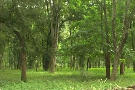 बैगा आदिवासी वनोपज की खरीदी न होने का बिचौलिए उठा रहे फायदा