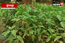 VIDEO: विभाग ने पूरी की तैयारियां, 1090 हेक्टेयर वन क्षेत्र में होगा पौधरोपण