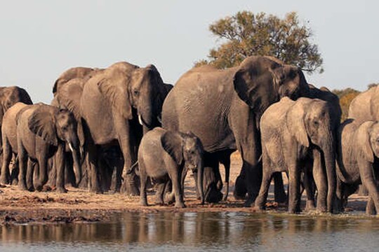 जंगली हाथियों के तांडव से ग्रामीण परेशान
