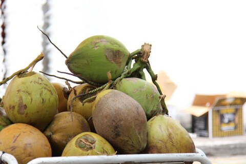 नारियल पानी के फायदे, नुकसान और सही मात्रा
