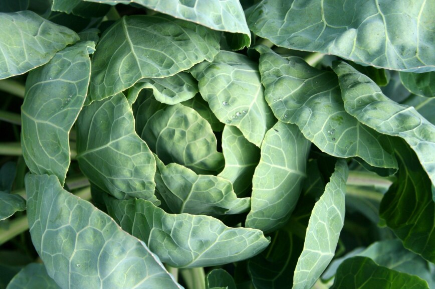 Superfoods कोलार्ड ग्रीन्स, पत्तागोभी परिवार से ये सब्जी करती है