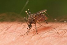 बीमारियों के इस मौसम में डेंगू और चिकनगुनिया से कैसे संभलें