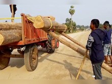 VIDEO: वनकर्मियों ने जब्त किए सागौन के 12 लाख रुपए कीमत के 83 लट्ठे