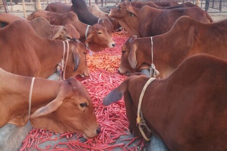 अलीगढ़: जहरीला कचरा खाने से 9 गायों की मौत, गुस्साए ग्रामीणों ने किया हंगामा अलीगढ़: जहरीला कचरा खाने से 9 गायों की मौत, गुस्साए ग्रामीणों ने किया हंगामा