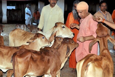 शराब से भी 'गो सेवा सेस' वसूलेगी योगी सरकार, जानिए क्या है इसका मॉडल? शराब से भी 'गो सेवा सेस' वसूलेगी योगी सरकार, जानिए क्या है इसका मॉडल?