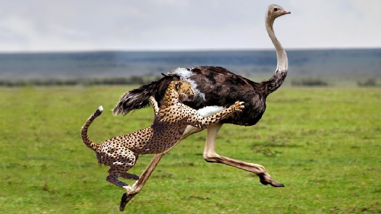 शेर से भी तेज दहाड़ता है ये पक्षी शुतुरमुर्ग| ostrich is a bird that