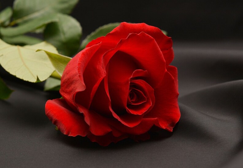 Valentine's Week List 2019: हर रंग का गुलाब कुछ कहता है, जानिए इस Rose Day  किसे देना चाहिए कौन-सा गुलाब – News18 हिंदी