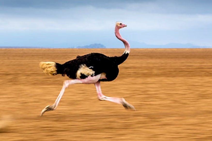 शेर से भी तेज दहाड़ता है ये पक्षी शुतुरमुर्ग| ostrich is a bird that