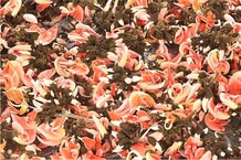 यहां आदिवासी महिलाएं फूलों से तैयार करती हैं 'हर्बल गुलाल', देशभर में है डिमांड