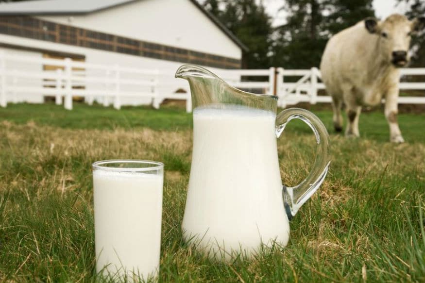 मनुष्यों ने क्यों जानवरों का दूध पीना शुरू किया-why human starts