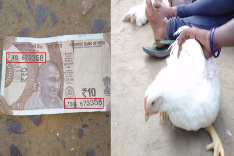 कोरबा में 10 रुपए के खास सीरीज वाले नोट के बदले मिल रहा एक किलो मुर्गा