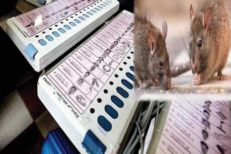 मथुरा में ईवीएम पर चूहों का अटैक, प्रशासन के लिए बना सरदर्द मथुरा में ईवीएम पर चूहों का अटैक, प्रशासन के लिए बना सरदर्द
