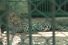 PHOTOS: गर्मी से राहत दिलाने के लिए कोटा चिड़ियाघर में किए जा रहे विशेष इंतजाम