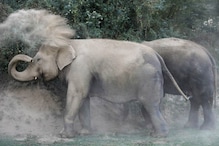 VIDEO: दल से भटके दो हाथी पहुंचे कांकेर, मिले पैरों के निशान