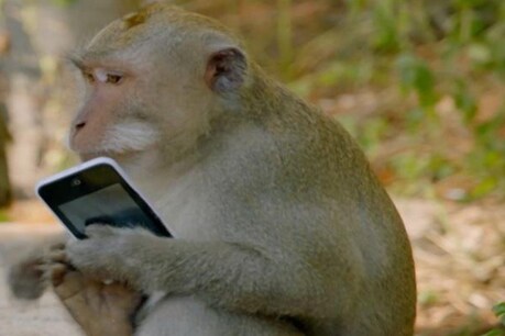 तीरंदाज का मोबाइल ले उड़ा बंदर