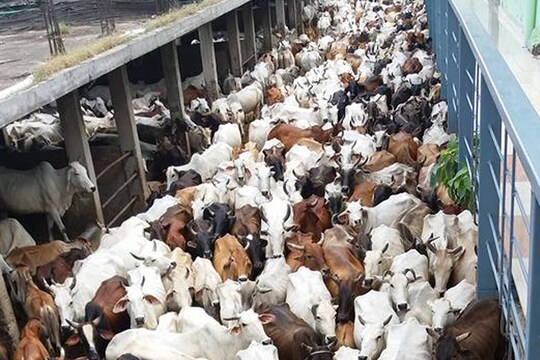 खेती के लिए फायदेमंद है गाय का गोबर और गोमूत्र!  