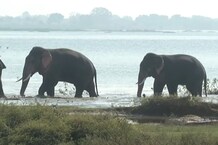 PHOTOS: हाथी और इंसान के बीच चल रही जंग को रोकने आएंगे देशभर के विशेषज्ञ