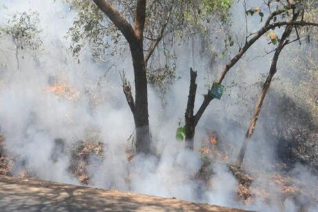 वन विभाग के दफ्तर में एक के बाद एक 90 बम धमाके, कई किलोमीटर तक सुनाई दी आवाज वन विभाग के दफ्तर में एक के बाद एक 90 बम धमाके, कई किलोमीटर तक सुनाई दी आवाज