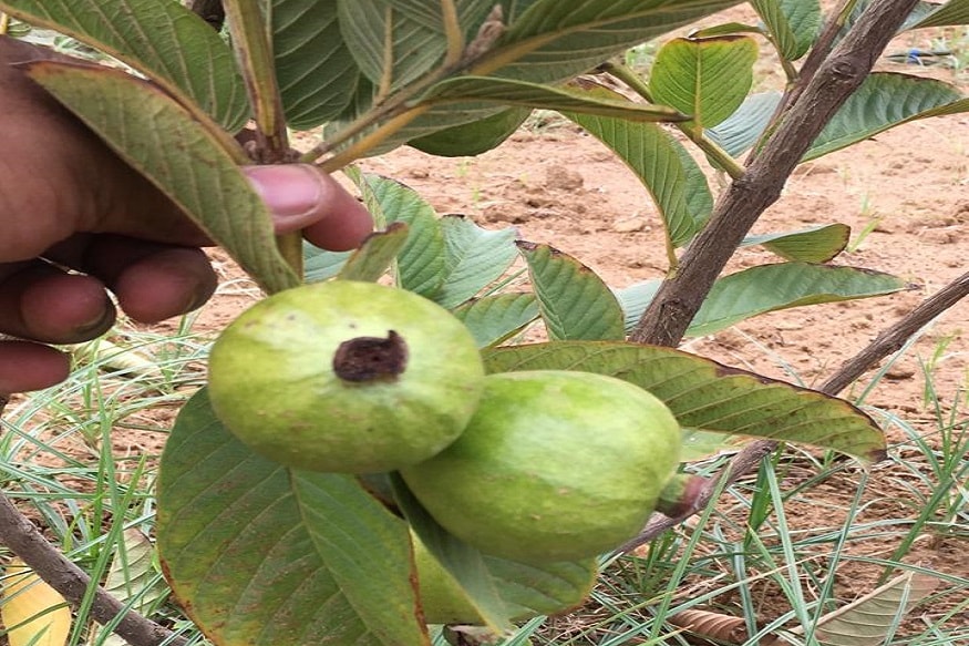 A software engineer started agriculture as a hobby and earn one lakh a month