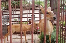 यहां घर में बना रखा था प्राइवेट ZOO, छापे में मिले अजगर, सियार, हिरण समेत कई जंगली जानवर