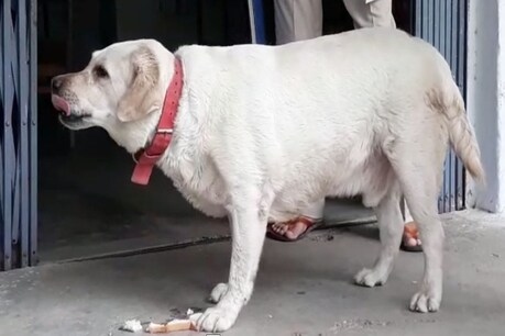 पांच हत्याओं के आरोप में पूरा परिवार जेल में, बेसहारा कुत्ते को मिला पुलिस का सहारा