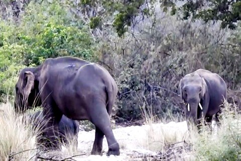रुद्रपुर पहुंचे दो नर टस्कर हाथियों का तांडव, एक व्यक्ति की ली जान 