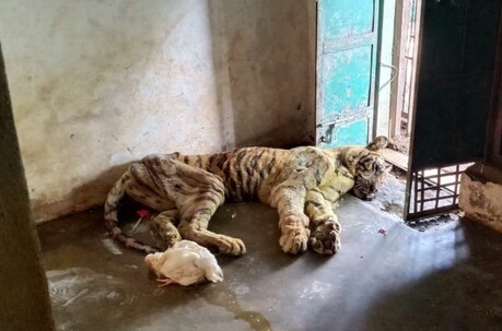17 साल तक जीने वाली टी-23 ने अपने आखिरी दिनों में खाना-पीना छोड़ दिया था जिससे वो बेहद कमजोर और बीमार हो गई थी.