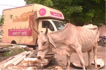 मवेशियों को खिलाया जा रहा है 'अन्नापूर्णा रसोई योजना' का खाना, योजना की खुली पोल