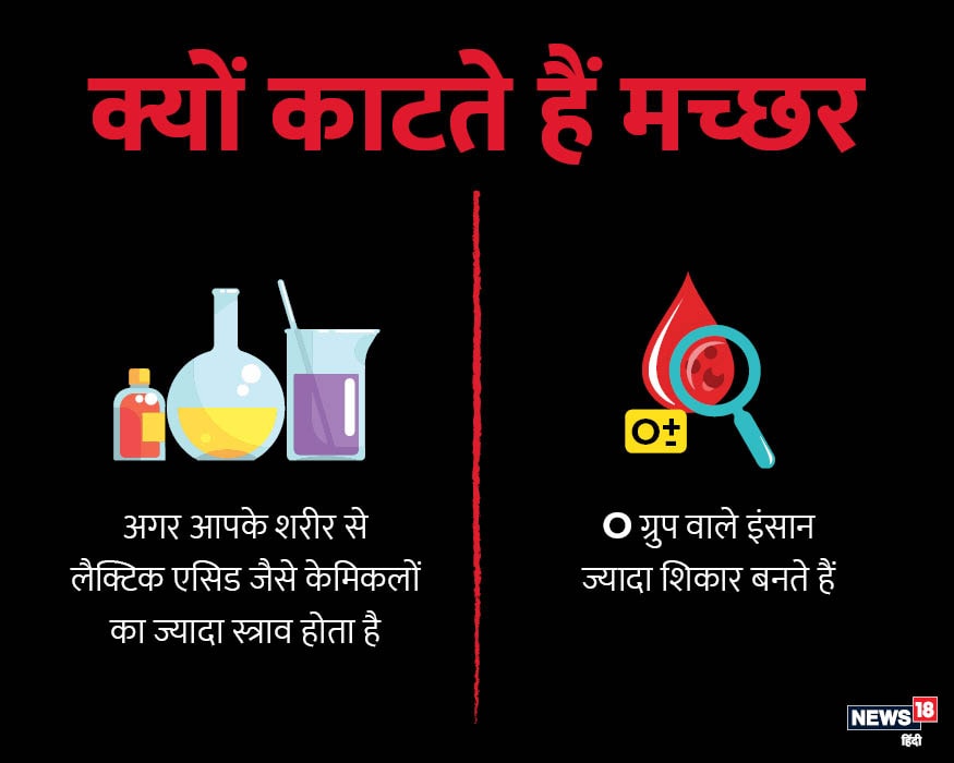  सवाल उठता है कि क्या मच्छर कुछ लोगों को ज्यादा काटते हैं? जी हां, जिन लोगों के शरीर से लैक्टिक एसिड जैसे केमिकल ज्यादा निकलते हैं. मच्छर उन्हें ज्यादा शिकार बनाते हैं. वैज्ञानिक परीक्षणों के मुताबिक O ब्लड ग्रुप के लोग इसका ज्यादा शिकार बनते हैं.