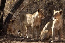 Lions À¤ À¤¤ À¤ À¤à¤¬à¤° À¤¬ À¤° À¤ À¤ À¤à¤° À¤² À¤ À¤¸ À¤ À¤¨ À¤¯ À¤ In Hindi News18 India