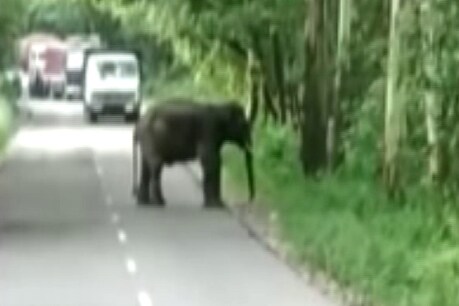सड़क पर हाथी आने से दहशत में लोग