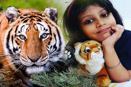5 साल की शिविका, टाइगर की नन्ही दीवानी