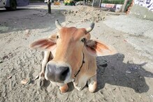 हिमाचल में देसी गायों को बढ़ावा देने के लिए गौ सेवा आयोग उठाएगा ये कदम