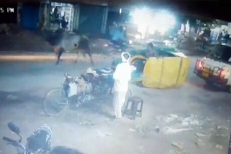 सांडों ने ऑटों का मारी टक्कर