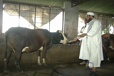 मदरसे की गौशाला में अच्छी नस्ल की 15 गाय हैं