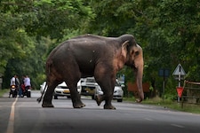 बाजार से वापस लौट रही महिला को हाथी ने कुचलकर मारा, ग्रामीणों में दहशत