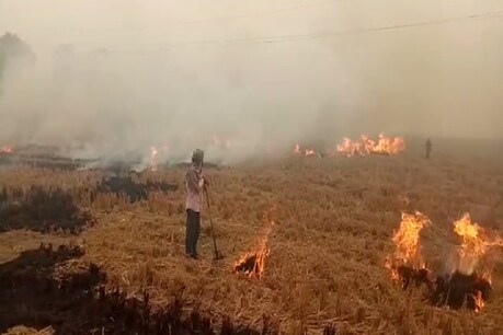 दिल्ली-एनसीआर के लिए पराली एक गंभीर मुसीबत बन कर उभरी है.