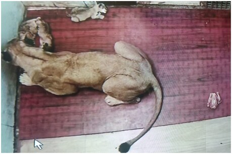सतना के व्हाईट टाइगर सफारी में एक शेरनी ने 3 शावकों को जन्म दिया है.
